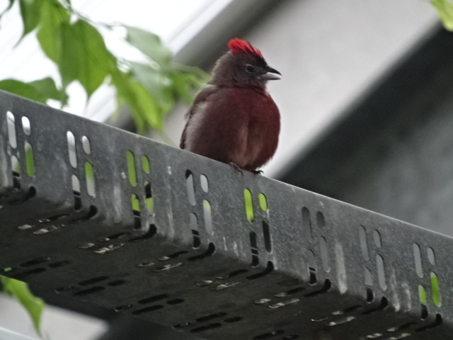 12/08/17 - Red pileated finch