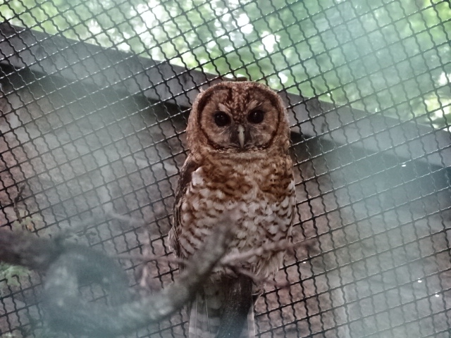 12/08/17 - Rusty-barred owl