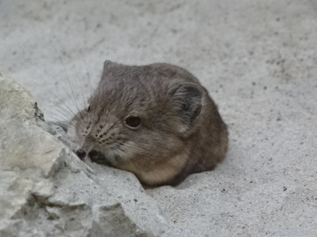 12/08/17 - Short-eared elephant shrew