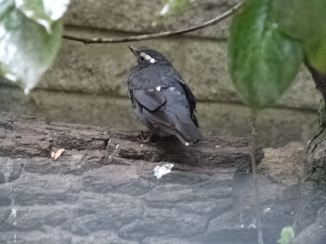 12/08/17 - Siberian thrush