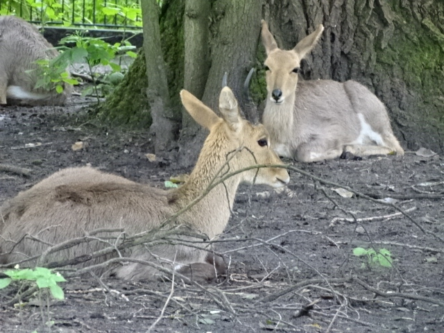 12/08/17 - Southern mountain reedbuck