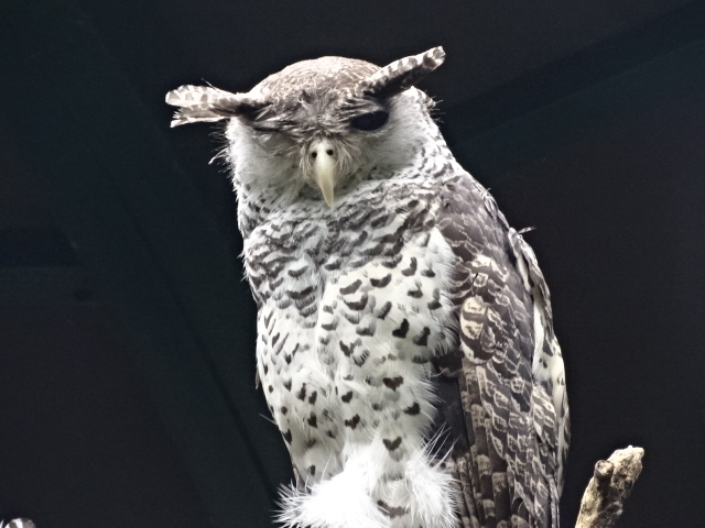 12/08/17 - Sri Lankan spot-bellied eagle-owl