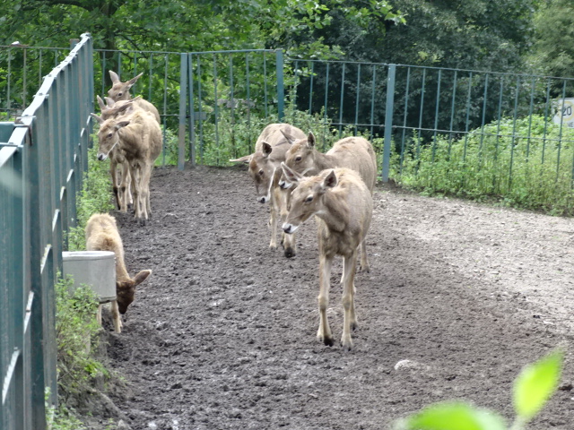12/08/17 - (Thorold's) White-lipped deer