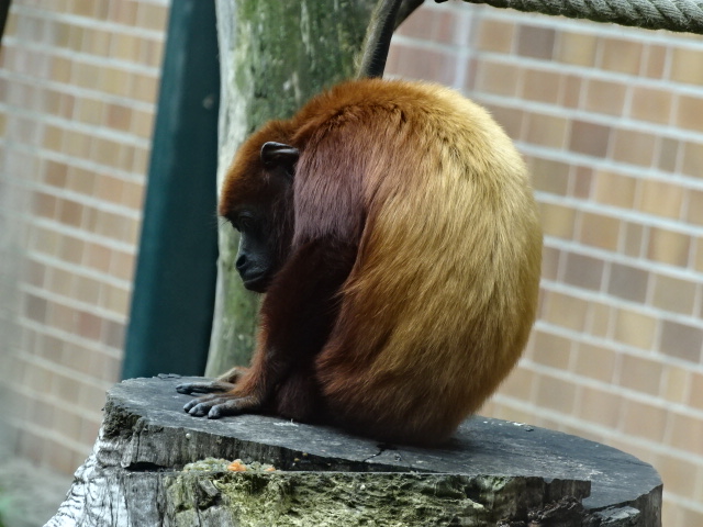 12/08/17 - Venezuelan red howler