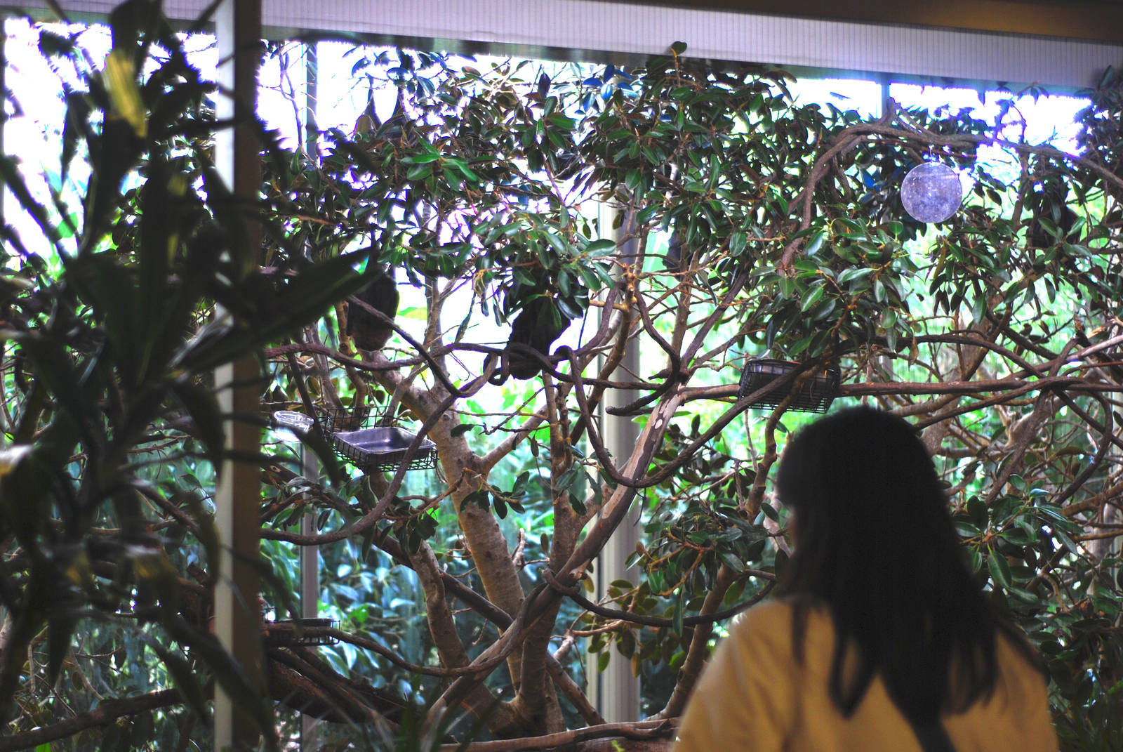 12/15/11 - Bats Indoor