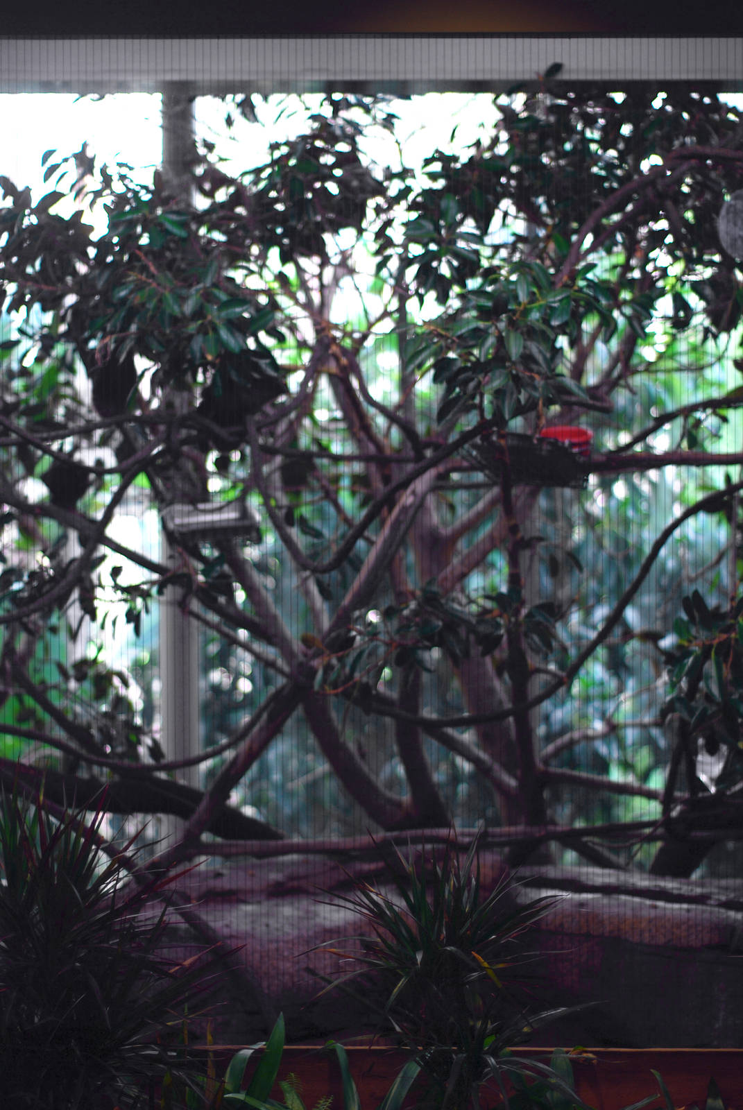 12/15/11 - Bats Indoor