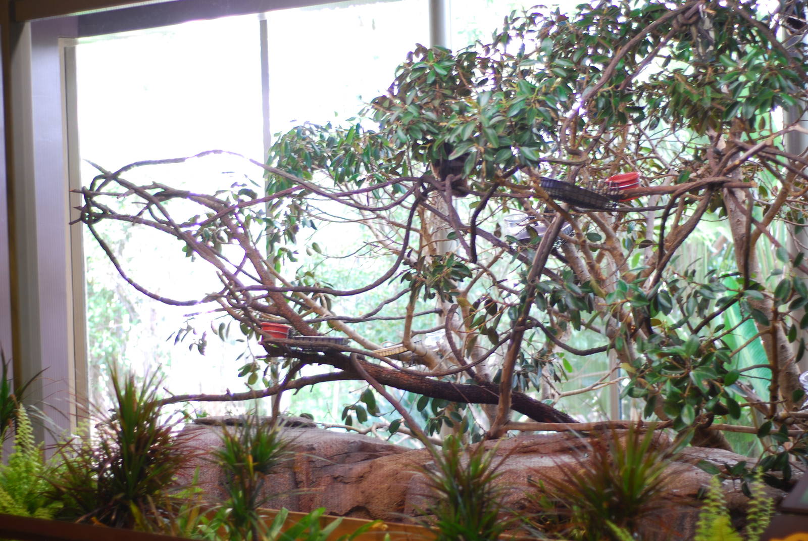 12/15/11 - Bats Indoor