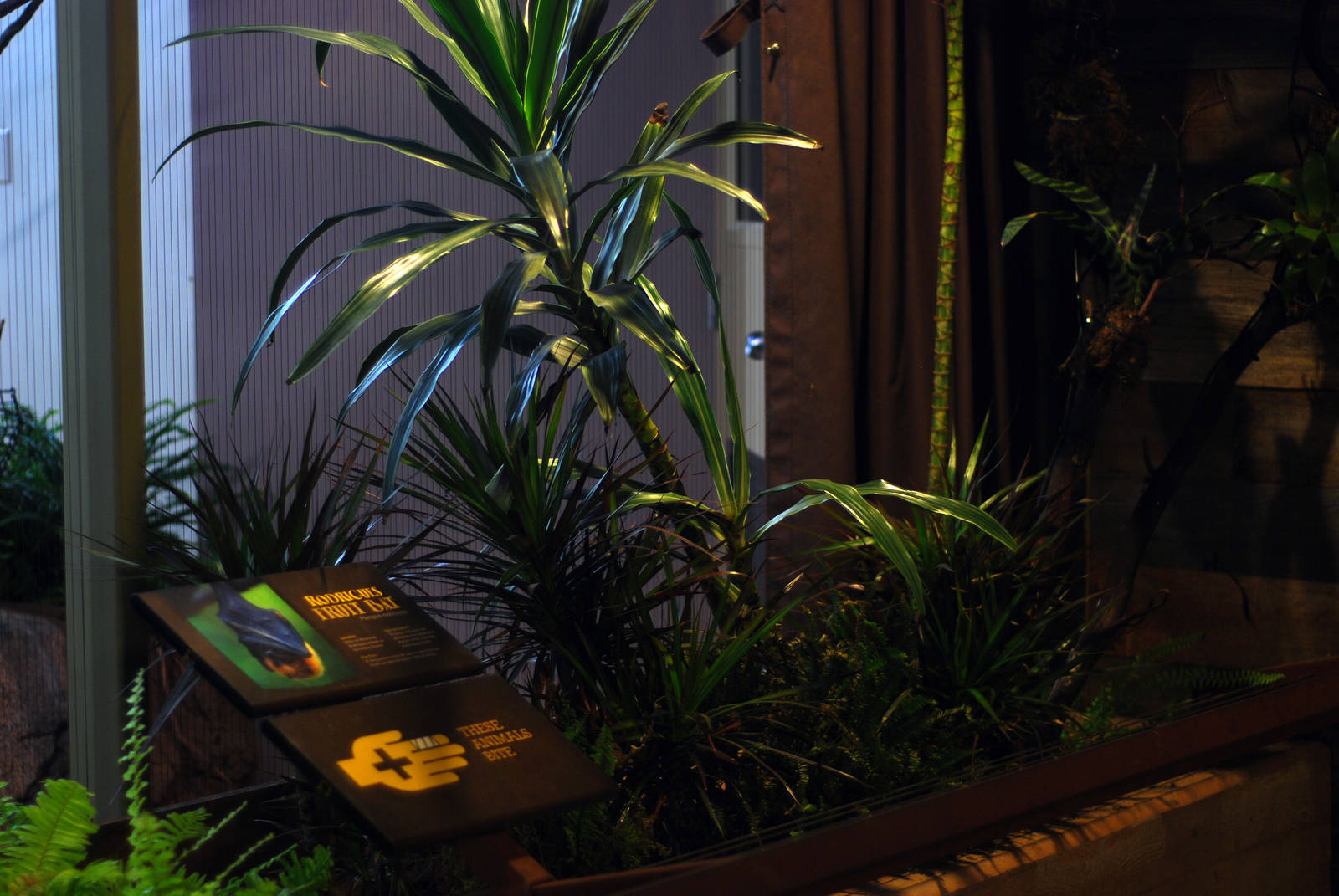 12/15/11 - Bats Indoor