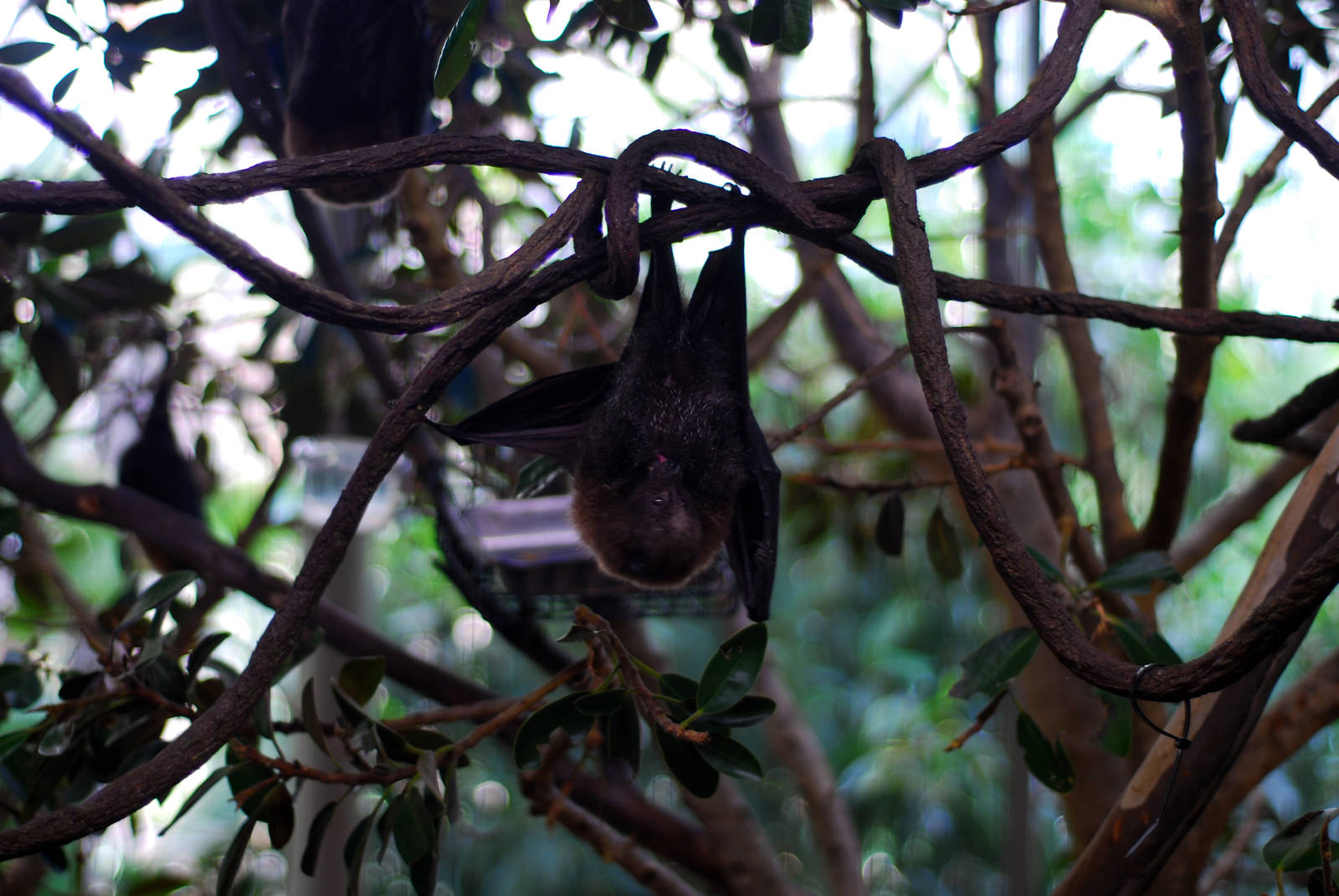12/15/11 - Bats, Rodriguez Fruit