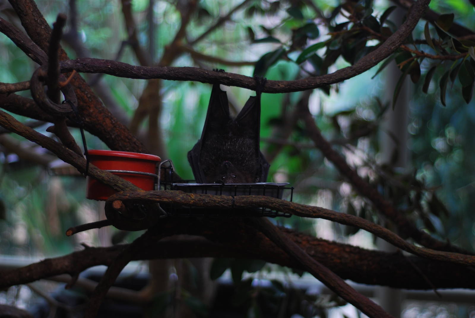 12/15/11 - Bats, Rodriguez Fruit