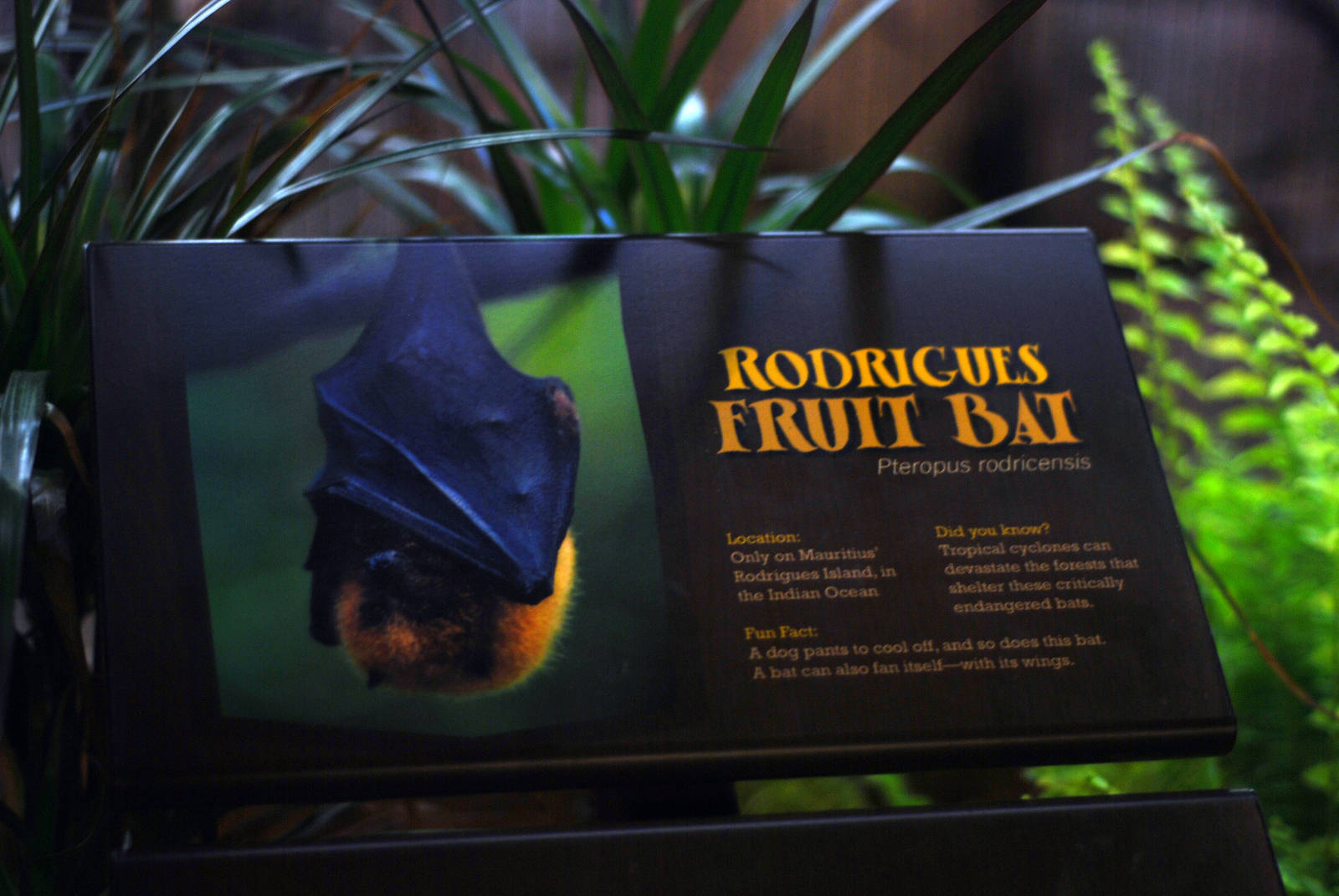 12/15/11 - Bats Signage