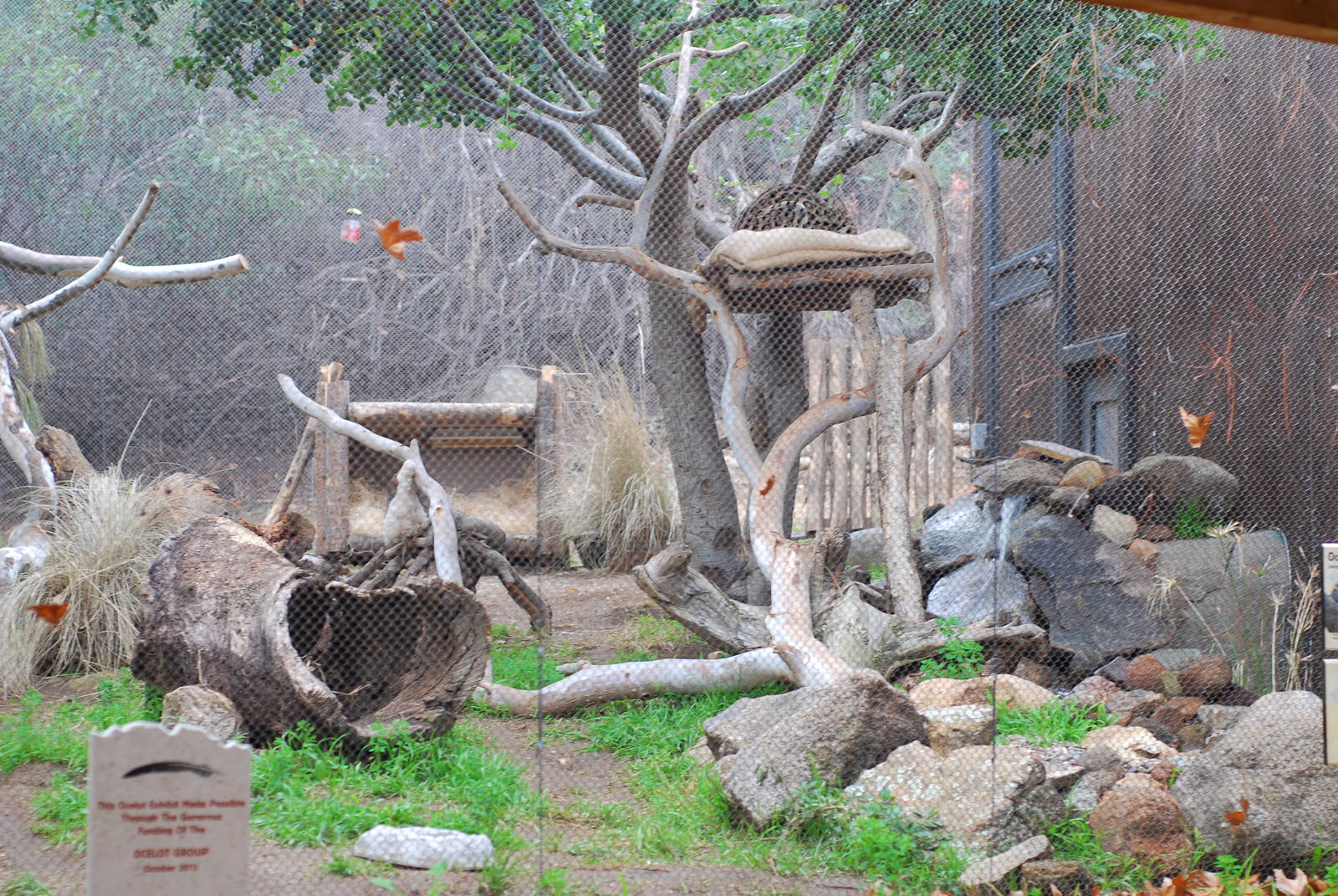 12/15/11 - Ocelot in Condor Ridge