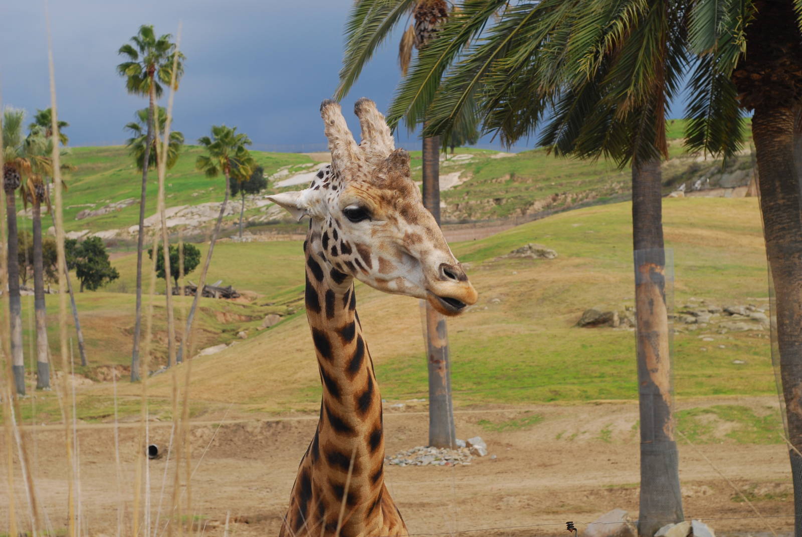 12/15/11 - Rothchild's Giraffe