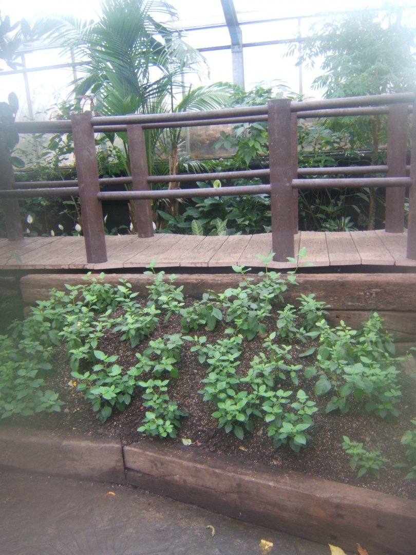 12/2/2017 View of alterations in Butterfly House