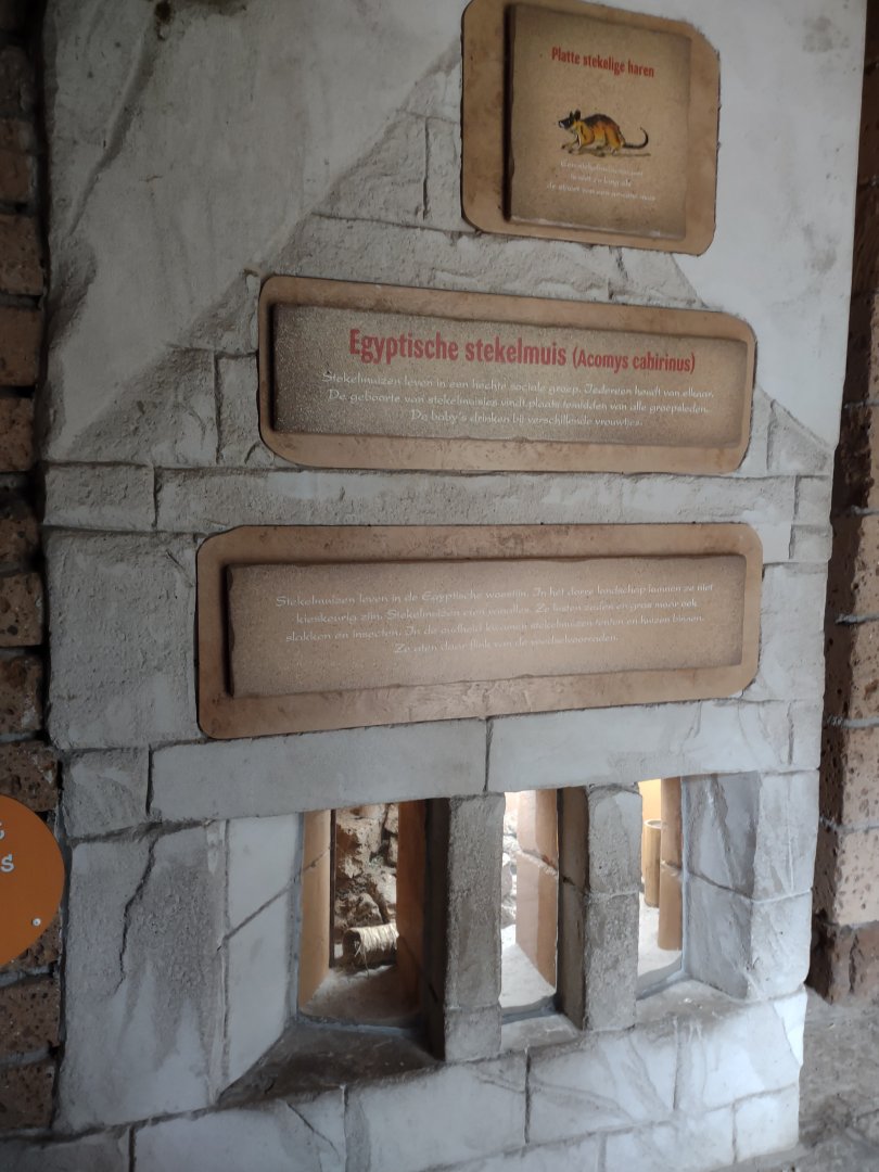 12 2023 - Cairo spiny mouse enclosure