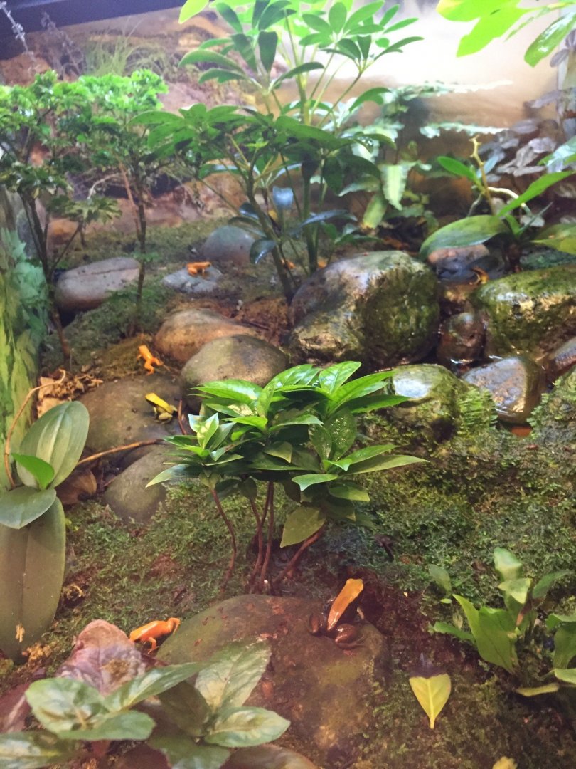 12/28/2016 - Mantella Enclosure?