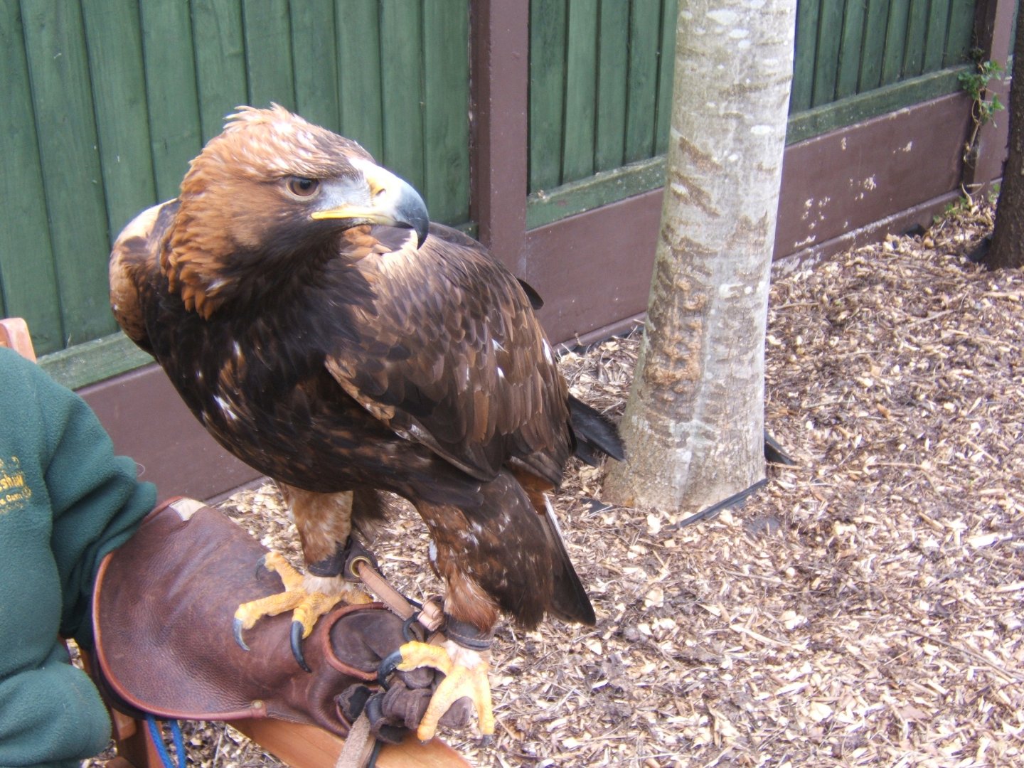 12/3/2017 Female Golden Eagle