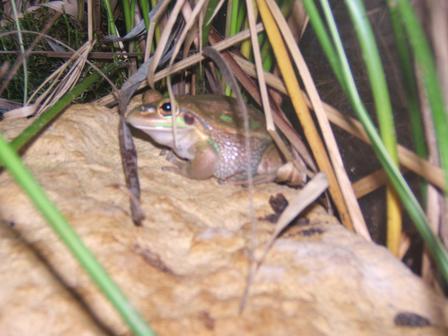 12/3/2017 Golden Bell Frog (Litoria aurea)