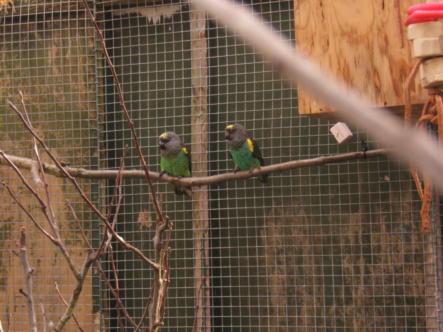 12/3/2017 Meyers Parrot