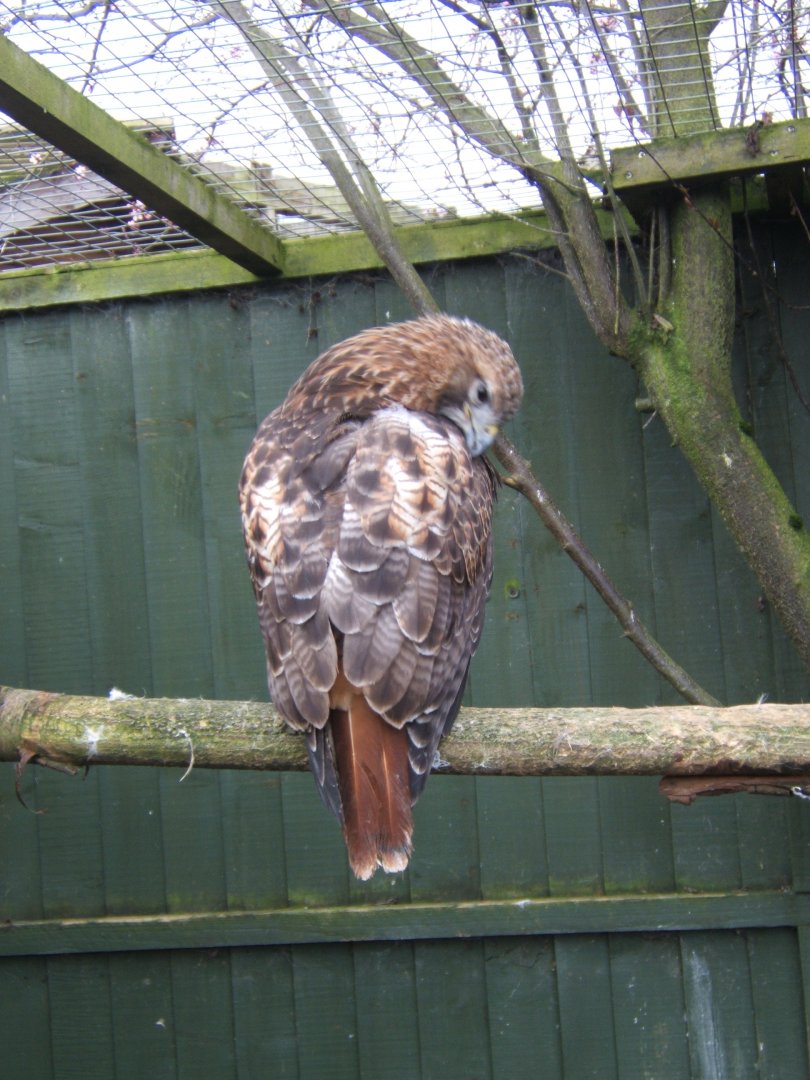 12/3/2017 Red-tailed Hawk