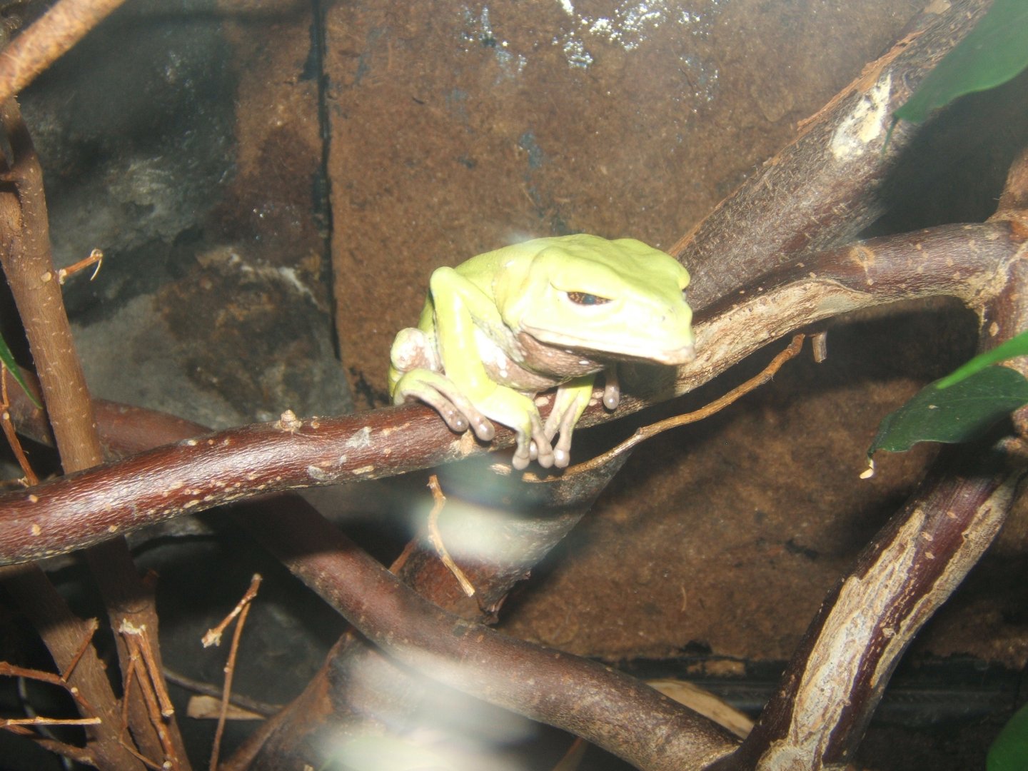 12/3/2017 Trinidadian Monkey Frog (Phyllomedusa trinitatis)