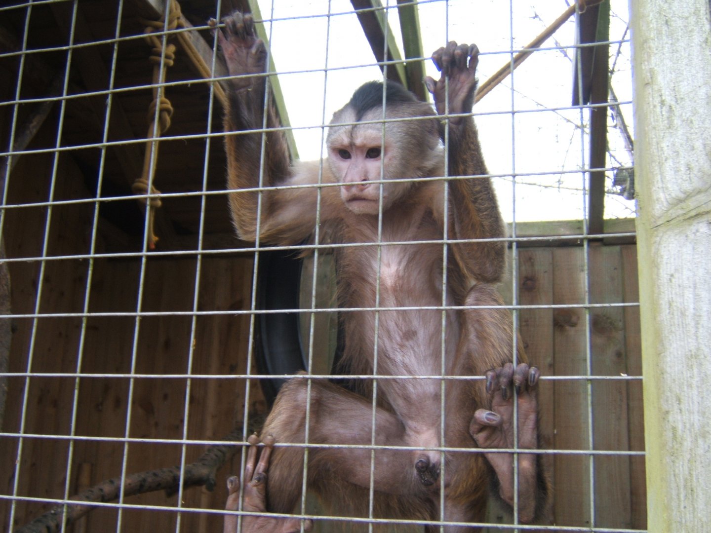 12/3/2017 Weeper Capuchin