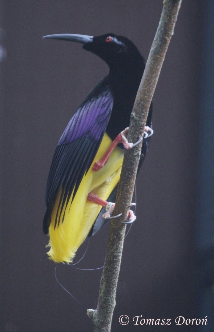 12-wired Bird-of-Paradise (Seleucidis melanoleuca) male, October 2016