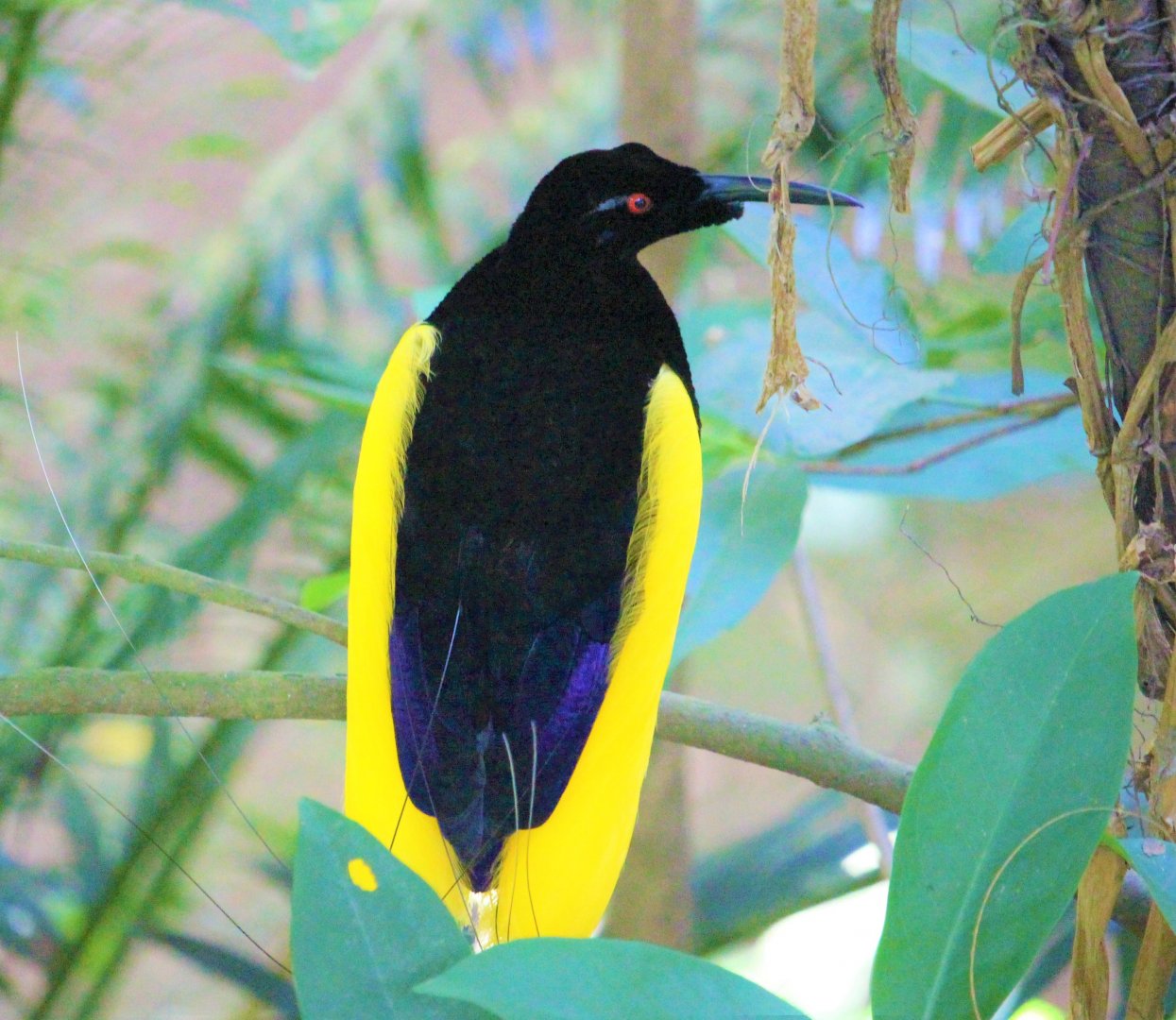 12-wired Bird-of-Paradise (Seleucidis melanoleucus)