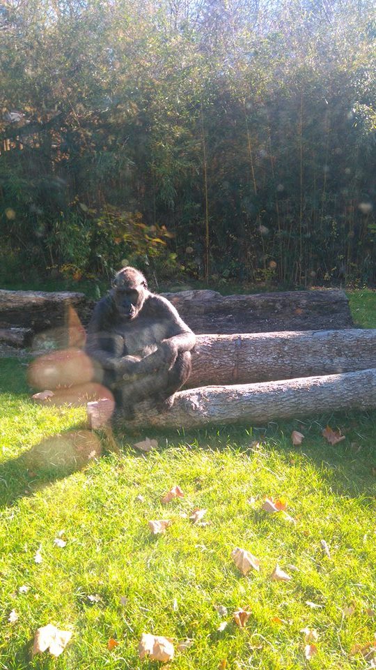 12231357_10153312085038507_1917859686_n