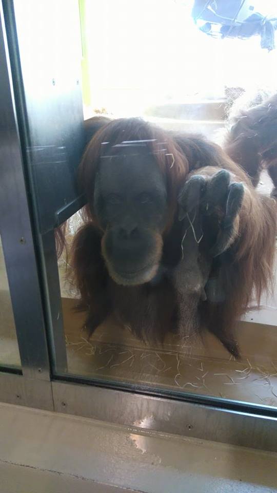 12231449_10153312084813507_690060126_n