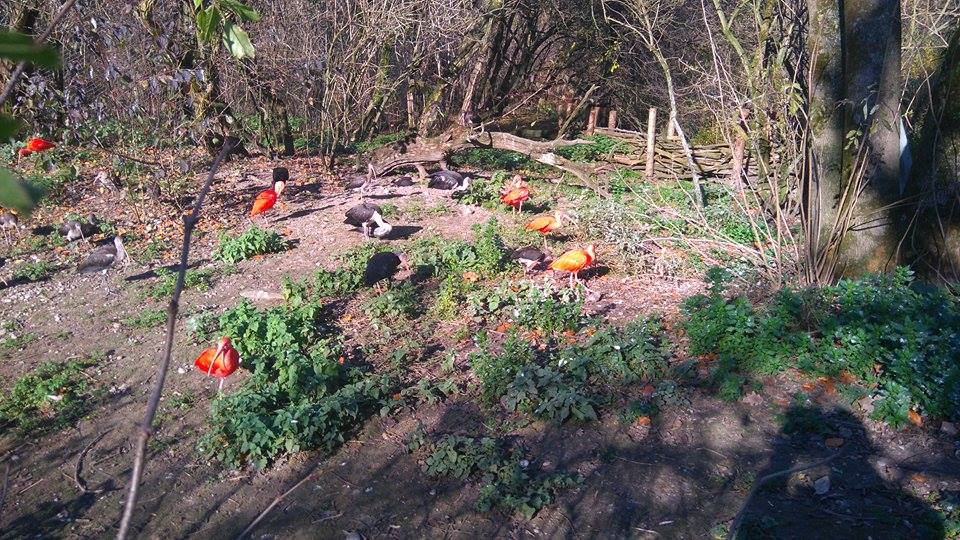 12231538_10153312083598507_1966509507_n