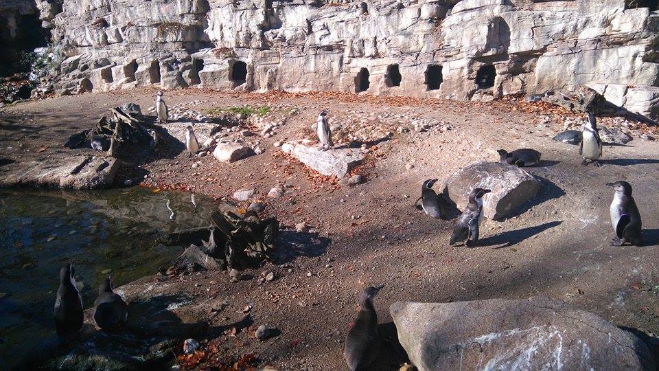 12232977_10153312083993507_1808971940_n