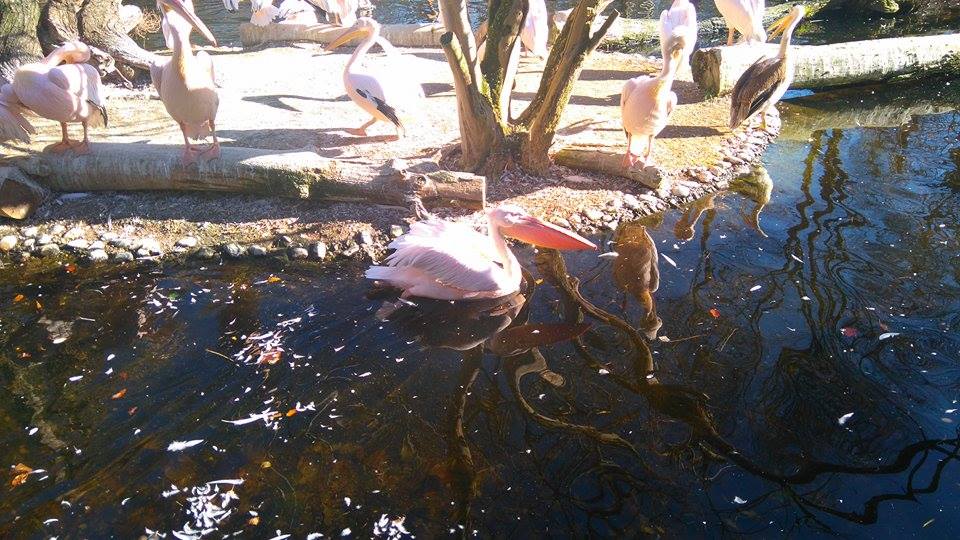 12244048_10153312083668507_1894463958_n