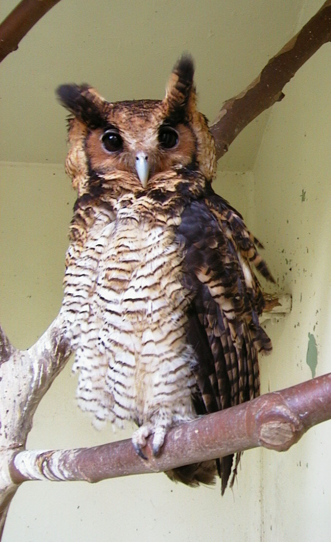 124-Bubo-poensis Antwerpen2