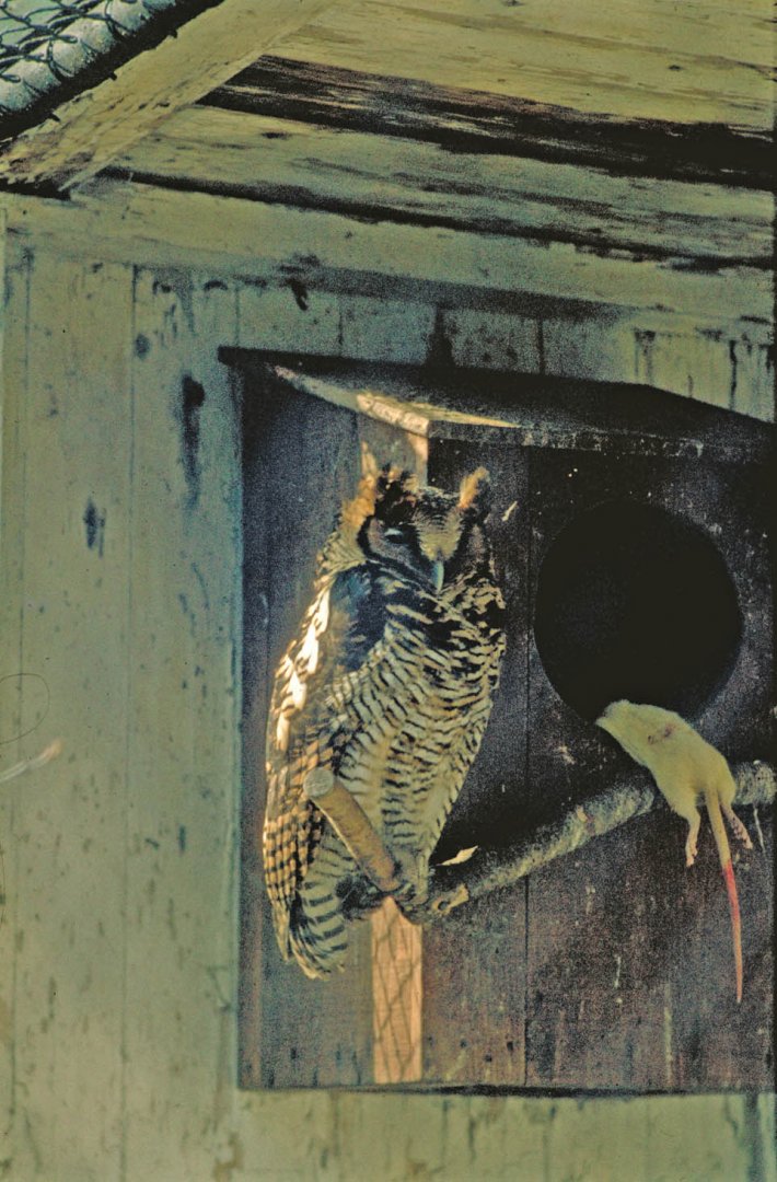 124-Bubo-poensis Wassenaar2