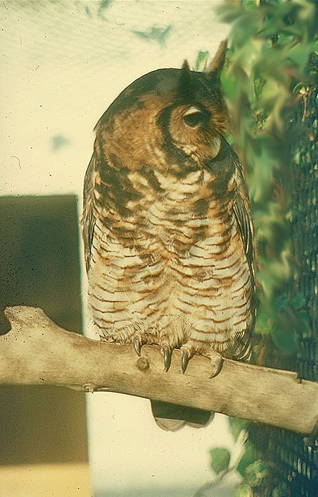 125-Bubo-vosseleri03
