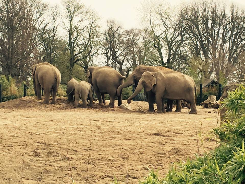 12718393_10209377311371360_6898377233521013099_n