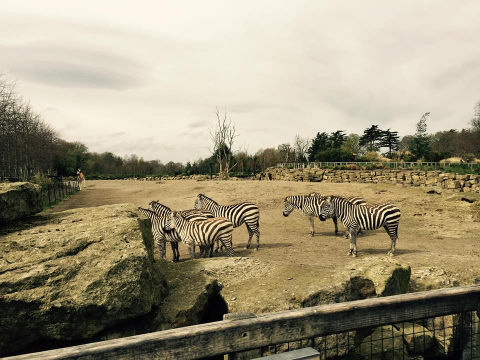 12931265_10209377317811521_3918923889413456945_n