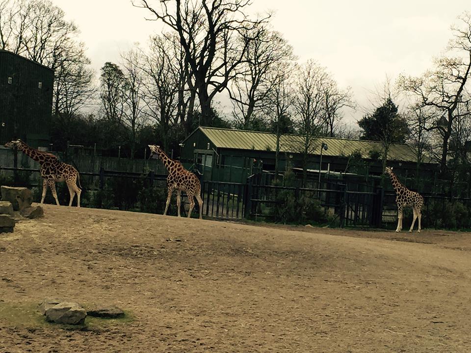 12932607_10209377318691543_8925915616605825418_n