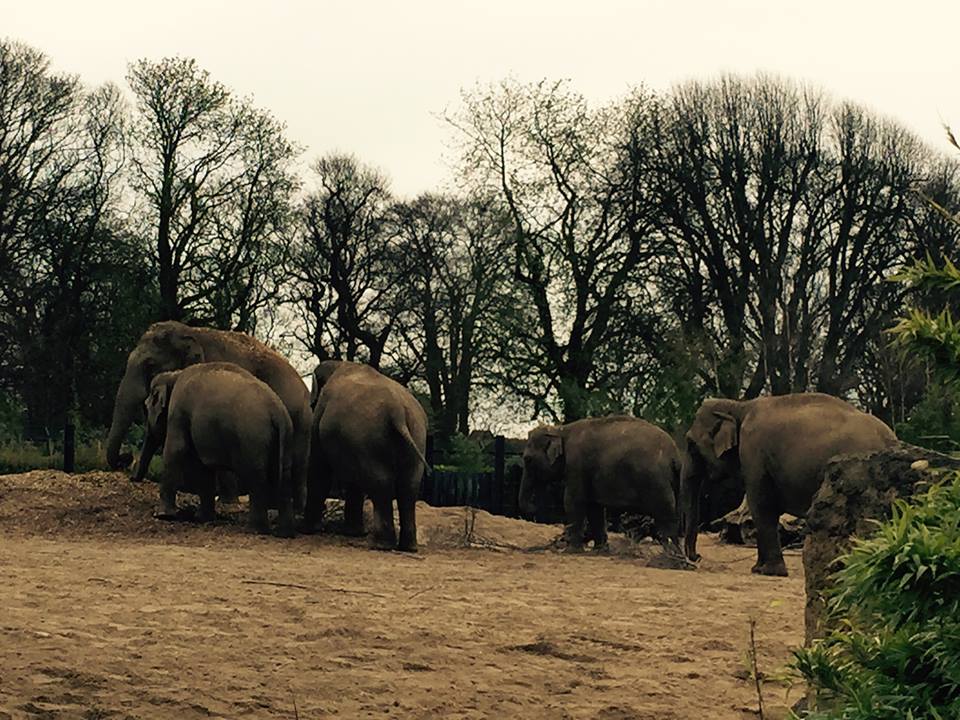 12932807_10209377292210881_1478132684985025930_n