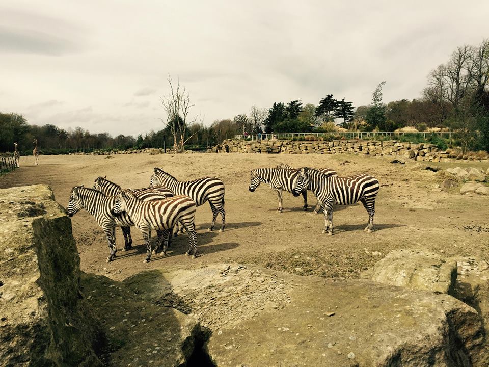 12933064_10209377317971525_8854102095642835278_n