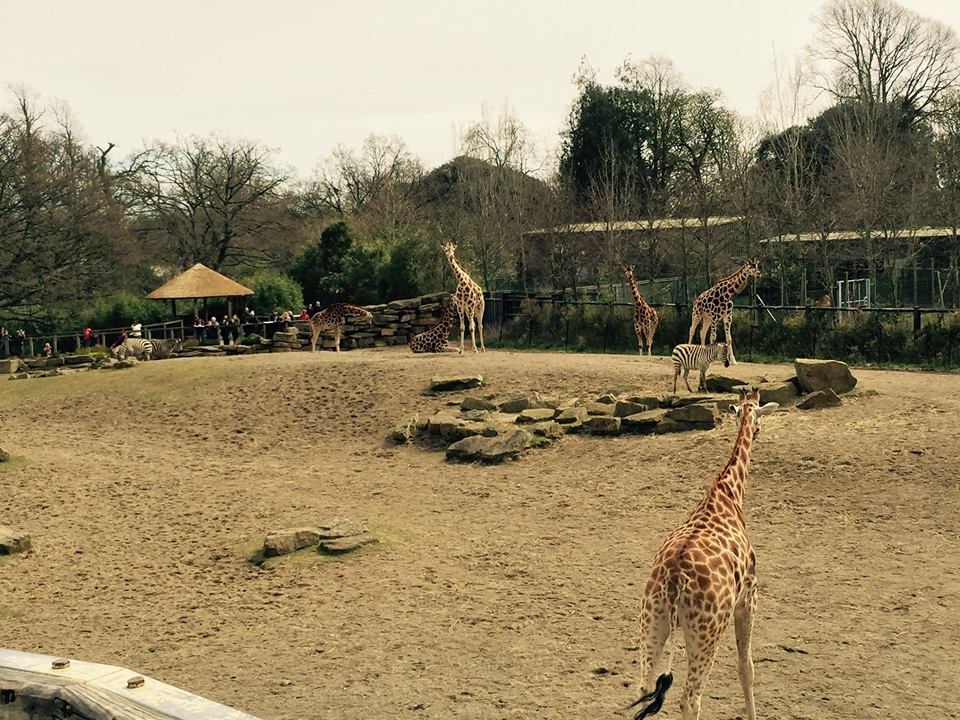 12933135_10209377265330209_286386025370001535_n