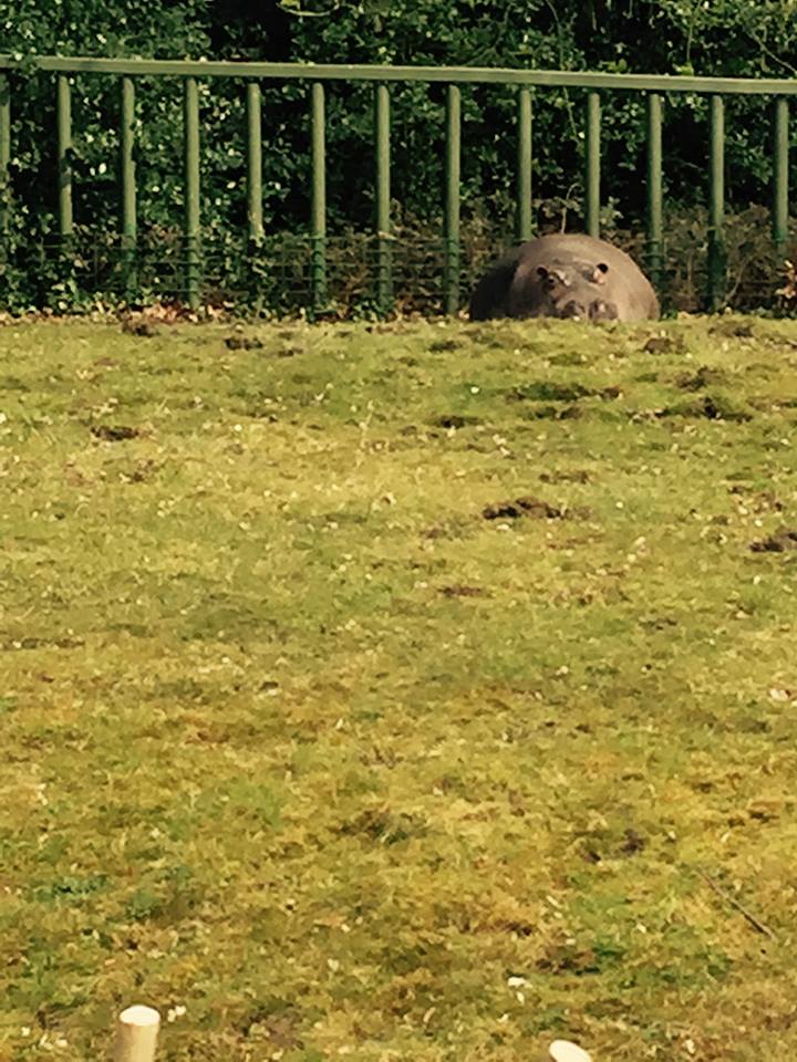 12938346_10209377317891523_8760570252888707856_n