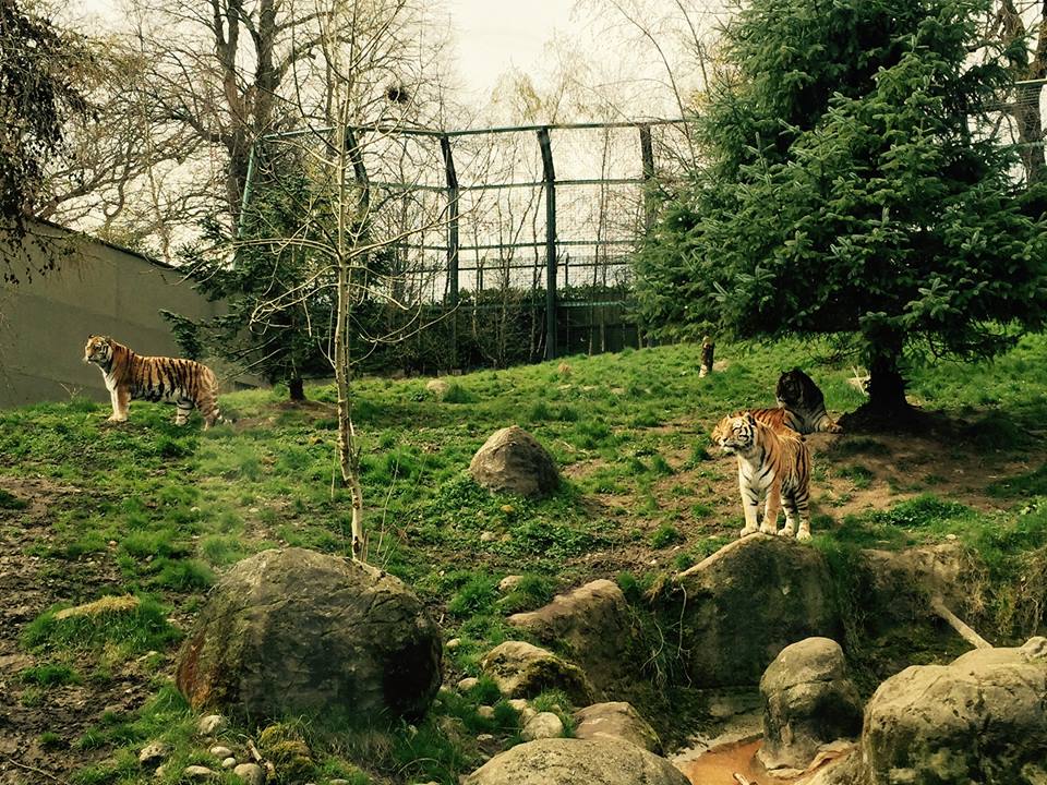 12961560_10209377308491288_498275566711716605_n