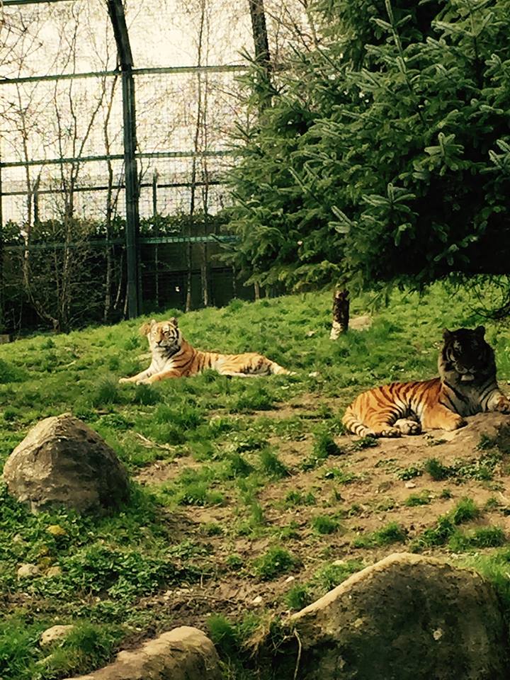 12963413_10209377309171305_8244754174123546498_n