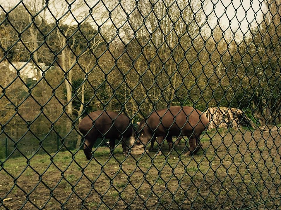 12963496_10209377291650867_7028216311738645786_n