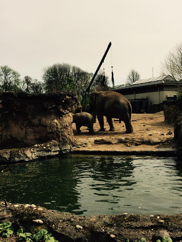 12963568_10209377264290183_9216657678416666083_n