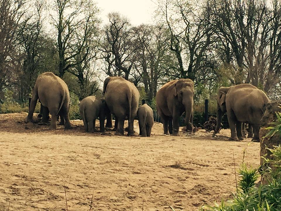 12963593_10209377311331359_7420646469744864096_n