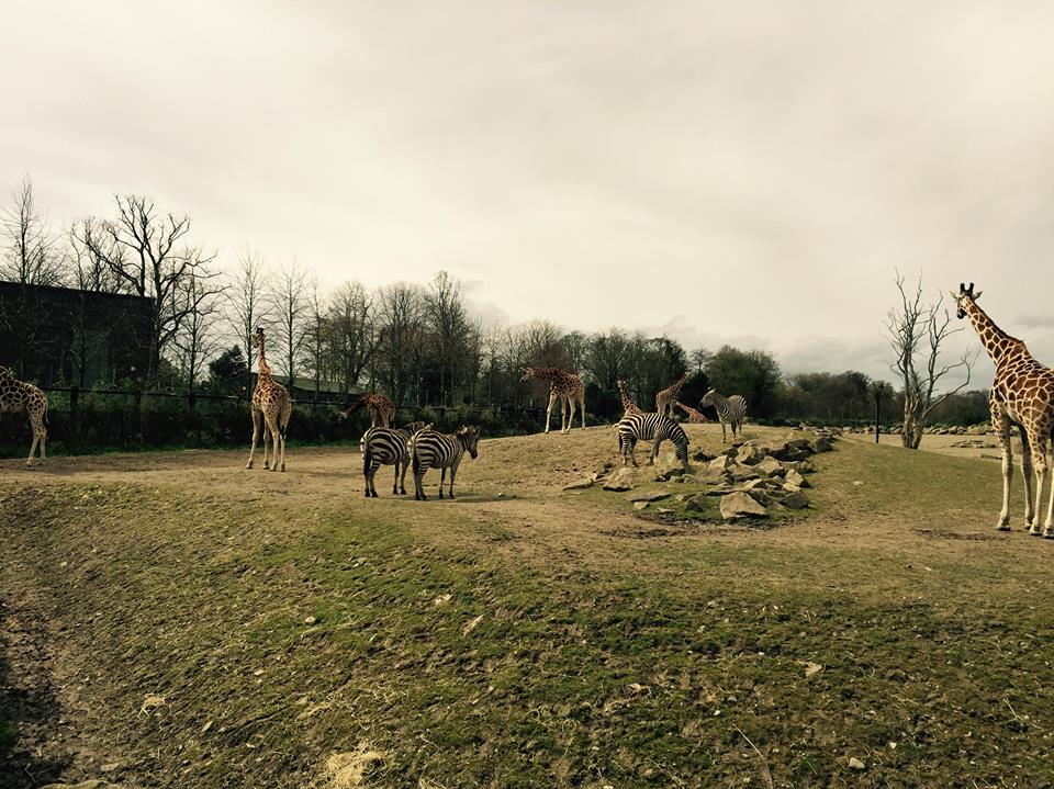 12974362_10209377265290208_5425322748809766667_n