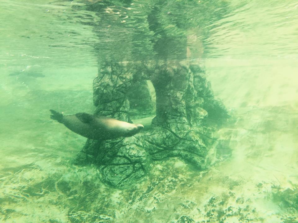 12974370_10209377312291383_4979529584279880321_n